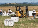 Commercial beekeepers collect their hives and honey frames after crop pollination is complete.