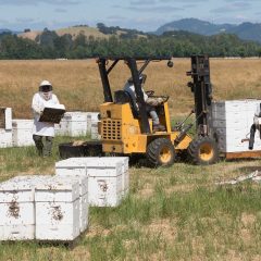 Commercial beekeepers collect their hives and honey frames after crop pollination is complete.