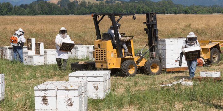 Commercial beekeepers collect their hives and honey frames after crop pollination is complete.