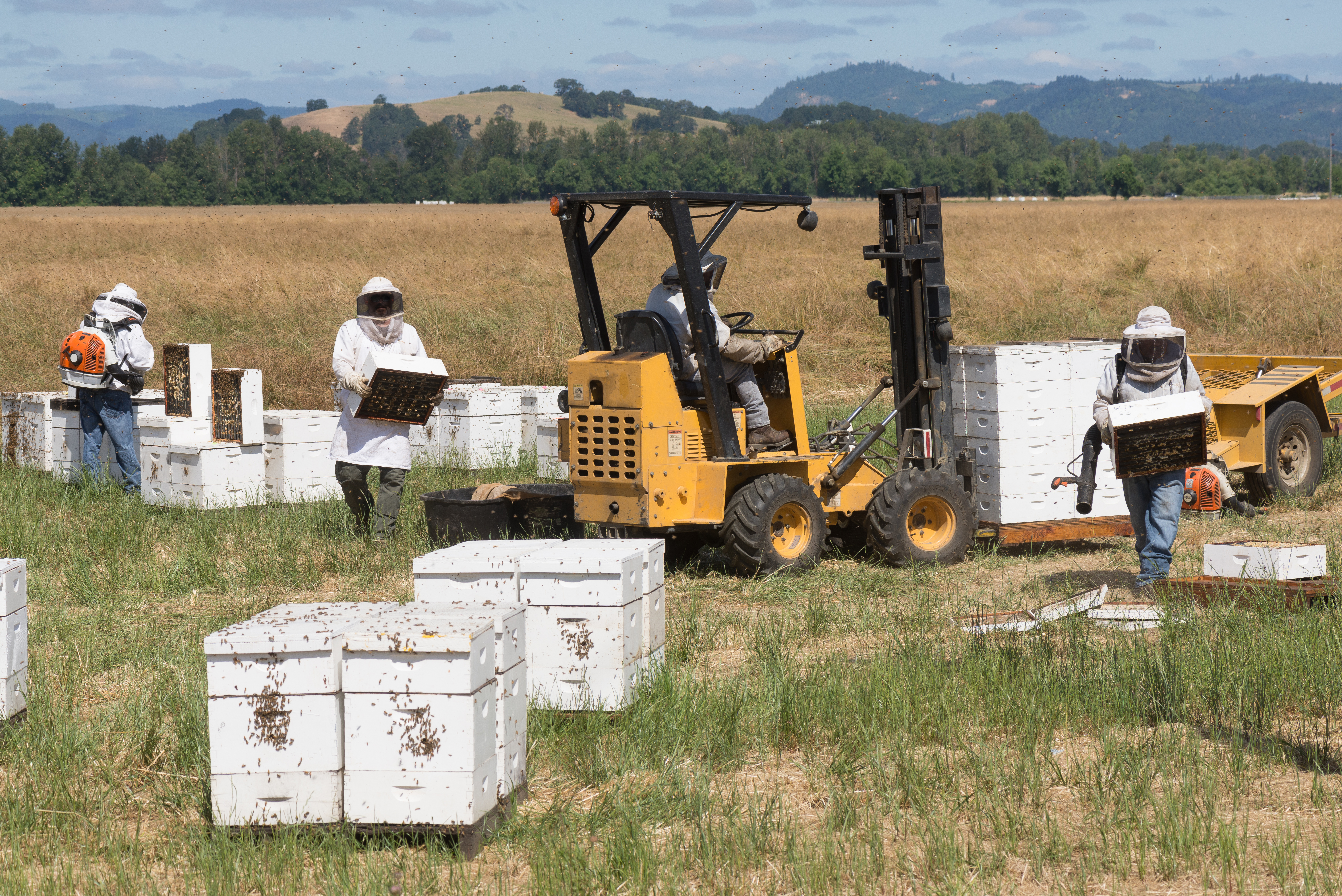 Commercial beekeepers collect their hives and honey frames after crop pollination is complete.